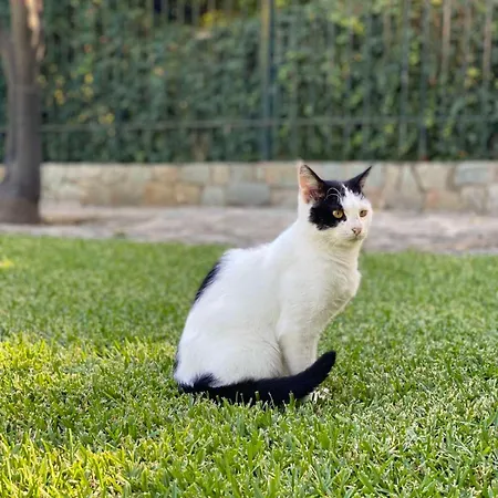 Electra In Epidaurus