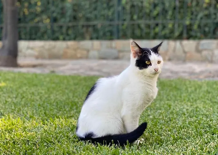 Electra In Epidaurus